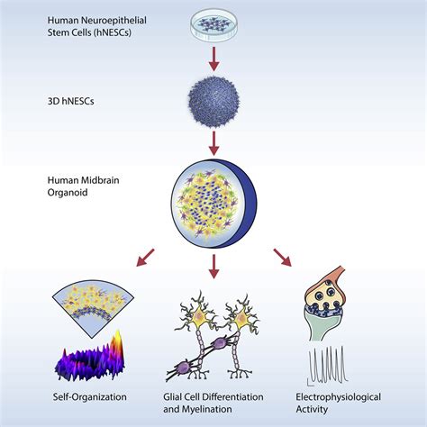 Derivation Of Human Midbrain Specific Organoids From Neuroepithelial Stem Cells Stem Cell Reports