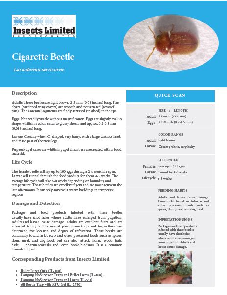 Cigarette Beetle