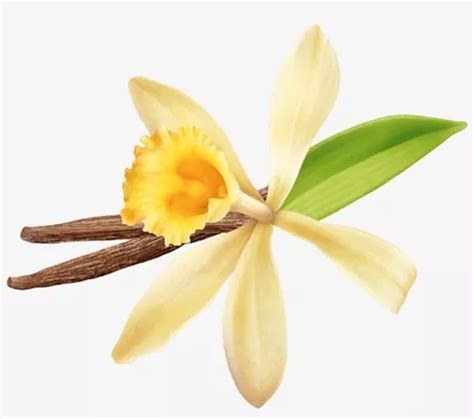 Muda De Orqu Dea Baunilha Vanilla Planifolia Venda Em Limeira S O