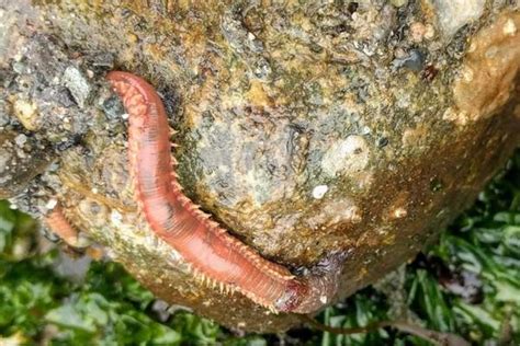 11 Characteristics of Annelids (Worms, Leeches) - Wildlife Informer