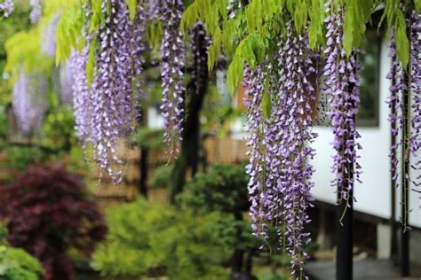 8 Best Places To See Wisteria In Japan Kyuhoshi