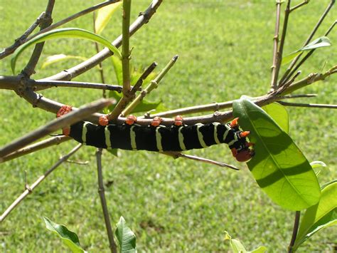1024x768 wallpaper | black and green caterpillar | Peakpx