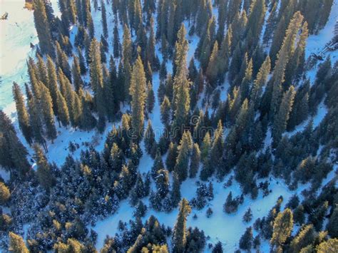 Air View Cedar Forest At The Foot Of The Snow Covered Tianshan