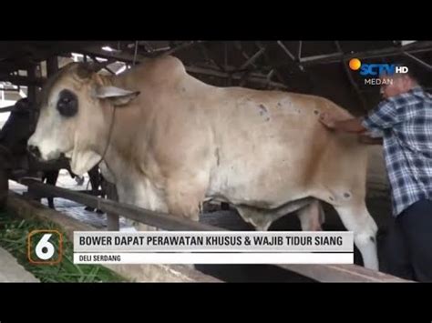 Ini Dia Sapi Terberat Di Kabupaten Deli Serdang Youtube