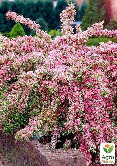 Вейгела "Nana variegata" (Пестролистная) - Цветущие - купить в Одессе ...