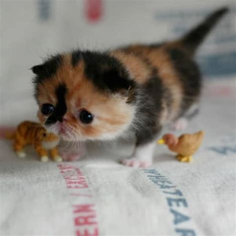 A Grand Tour of Scottish Fold Kittens - Catster