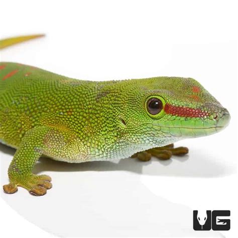 Crimson Giant Day Geckos Phelsuma Grandis For Sale Underground Reptiles