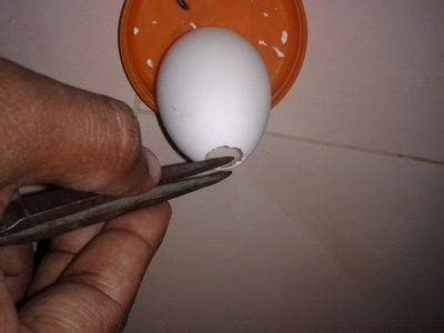 Roly Poly Egg - Buffoon : 9 Steps - Instructables