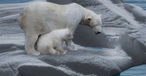 Oso polar que come donde vive características y curiosidades Vida