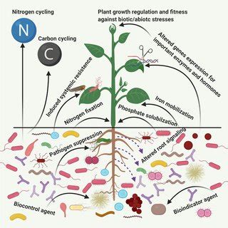 Influences Of Biotic And Abiotic Factors On Soil Microbiome Image