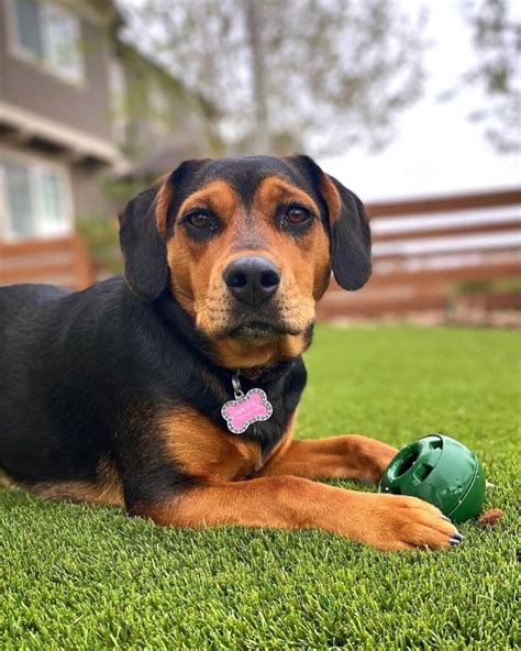 Beagle Mixes: 59 Cute Floppy-Eared Crossbreeds You'll Love