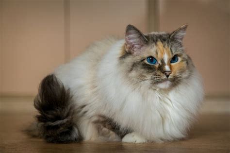 350+ Awesome Ragdoll Cat Names For Your Fluffy Furrend