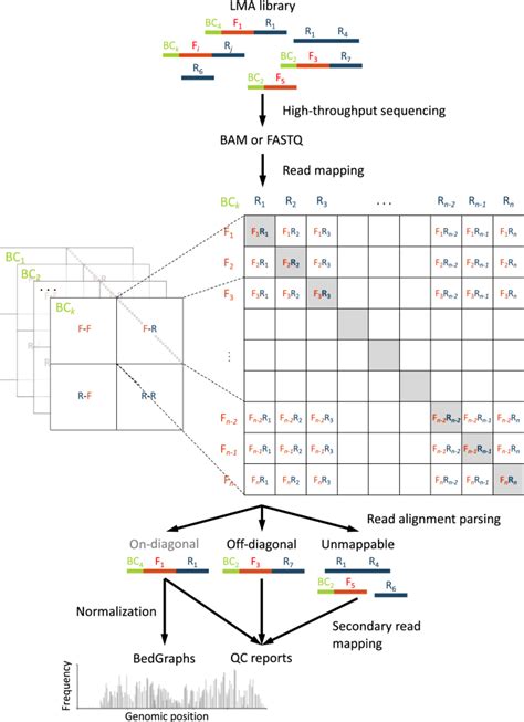 Lamps An Analysis Pipeline For Sequence Specific Ligation Mediated