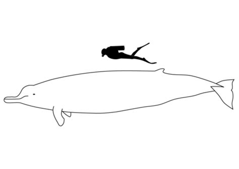 Arnoux's Beaked Whale Size coloring page | Free Printable Coloring Pages