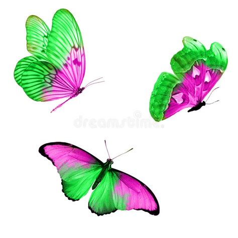 Tres Mariposas Tropicales Con Alas Coloridas Aisladas En Un Blanco