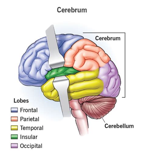 Anatomy And Physiology Of Cerebrum Cerebellum Mid Brain Pharmaacademias