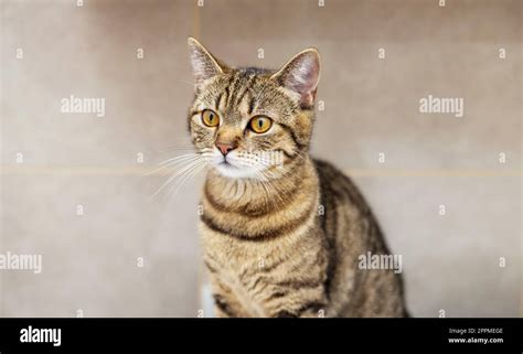 Portrait Of Cute Tabby Female Cat Kitty In Bathroom Stock Photo Alamy