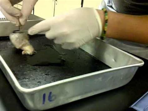 Cow Eye Dissection Youtube