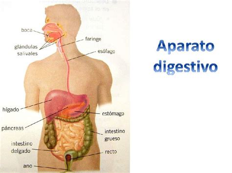 Anatomía Del Aparato Digestivo Gastrointestinal Gastrointestinal