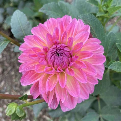 Esli Dahlia – Bear Creek Farm