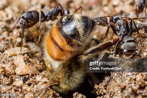 Dead Honey Bees Photos And Premium High Res Pictures Getty Images