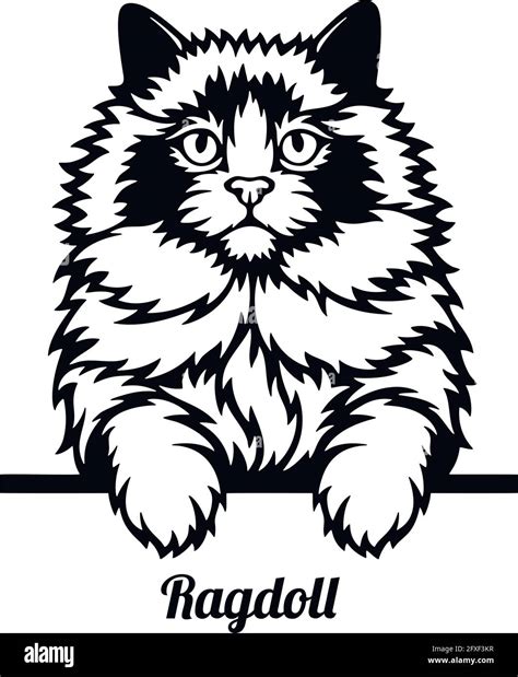 Ragdoll vector vectors hi-res stock photography and images - Alamy