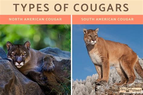 The meaning and symbolism of the word - «Cougar»