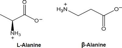 Frontiers The Synthesis and Role of β Alanine in Plants