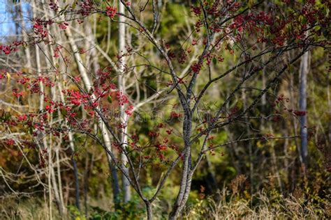 Naked Autumn Trees With Few Red Leaves Stock Photo Image Of Scene Flora