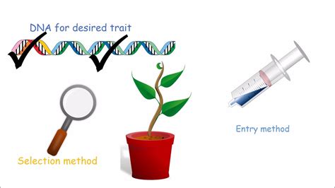 Plant Genetic Engineering Diagram