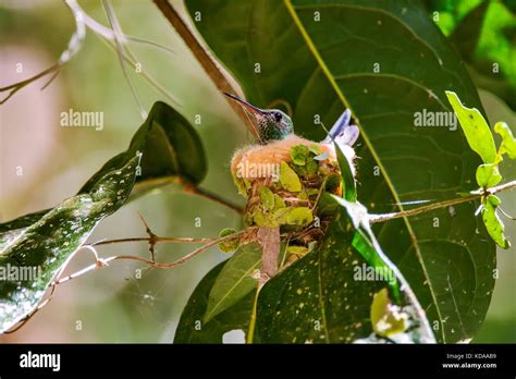 Beija Flor De Banda Branca Amazilia Versicolor Fotografado Em