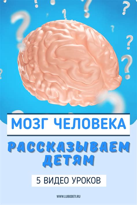 Детям о мозге человека: 5 уроков
