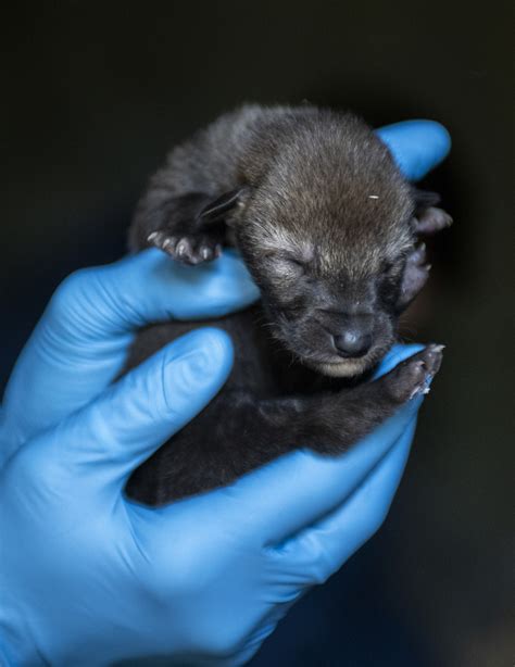 Photos: Red wolf pups get their first checkup at Point Defiance Zoo photo 3