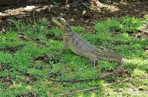 Philippine Sailfin Lizard Ibid Philippines A Photo On Flickriver