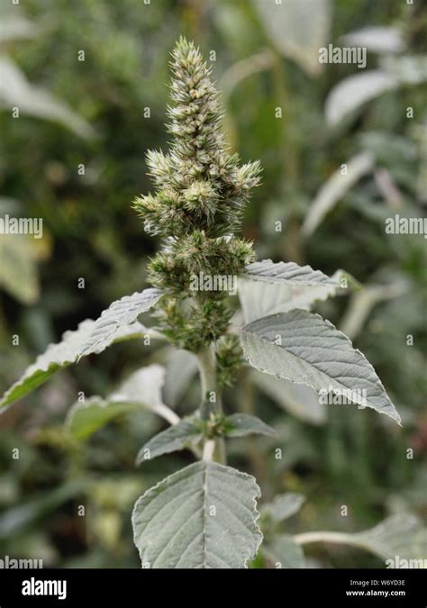 Redroot Pigweed Amaranthus Retroflexus Stock Photo Alamy