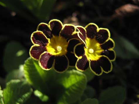 Primel | Plants, Garden