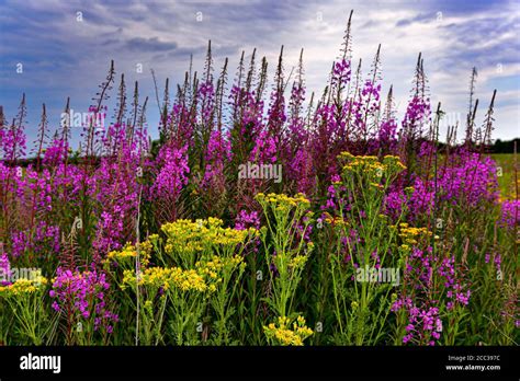 Narrow Leaved Willowherb Epilobium Angustifolium Jakobs Greiskraut