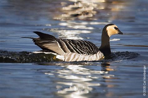 Geese Austin