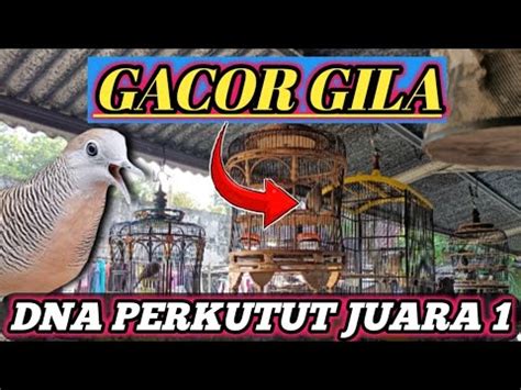 GACOR GILAPERKUTUT JUARA SATU DI JOGJASUARANYA TOP BANGET