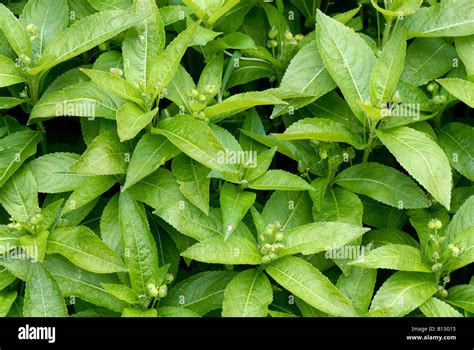 Dogs Mercury Mercurialis Perennis Plants Flowering And Seeding In