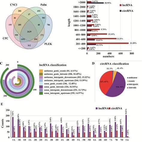 Construction Of The Lncrna Circrna Mrna Mirna Regulatory Network Of