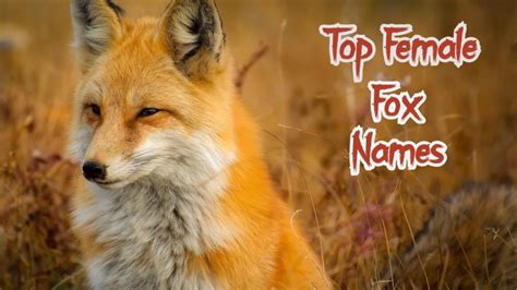 Top 100+ Cute Fox Names (Male & Female) | PetPress