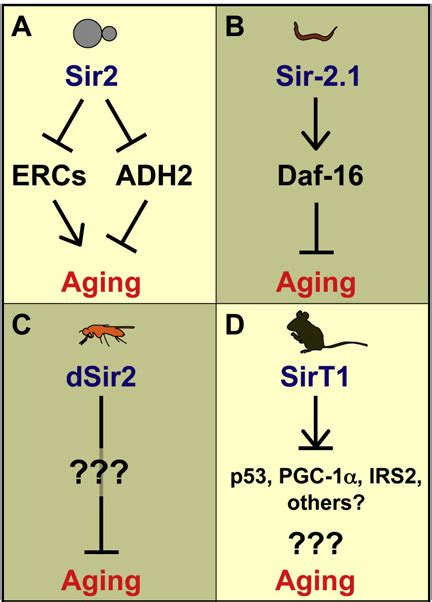 Figure From The Ongoing Saga Of Sirtuins And Aging Semantic Scholar