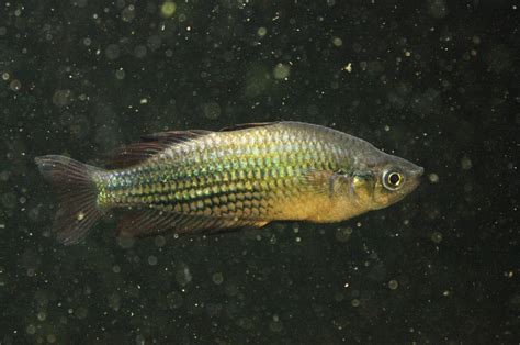 Melanotaenia Sp Running River Rainbowfish Moonlightaquatics