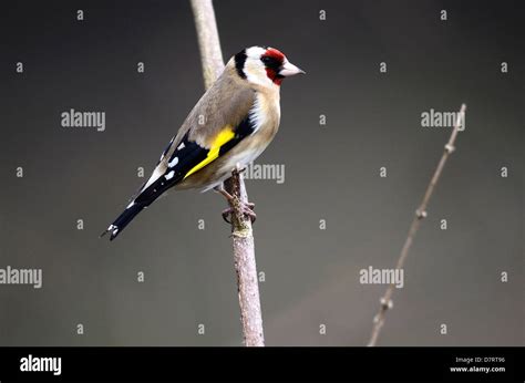 Chardonneret Finch Garden Banque De Photographies Et Dimages à Haute