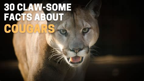 30 Claw Some Facts About Cougars Youtube