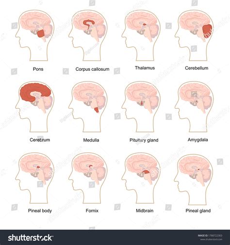 Cartoon Color Human Brain Components Icons Stock Vector (Royalty Free