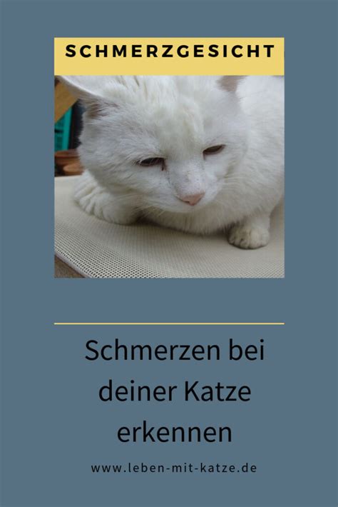 Schmerzen Bei Katzen Erkennen Und Behandeln Das Ist Wichtig