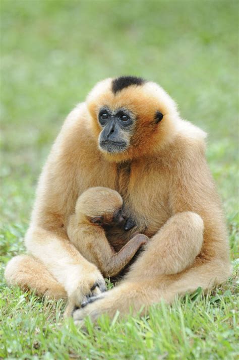 Baby Gibbon Debut At Zoo Miami