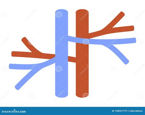 blood vessels vein  artery vector illustration stock vector illustration  circulatory